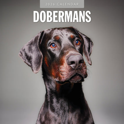 Red Robin Dobermann Kalender 2026