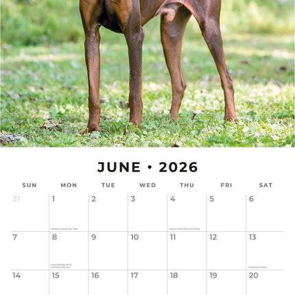 Red Robin Dobermann Kalender 2026