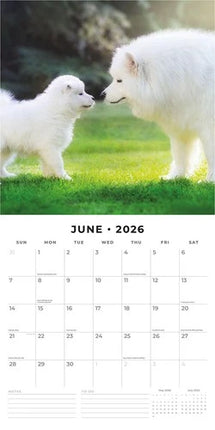 Red Robin Dogs and Puppies Kalender 2026