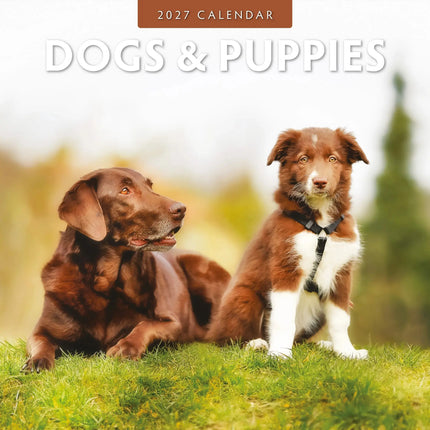 Red Robin Dogs and Puppies Kalender 2027