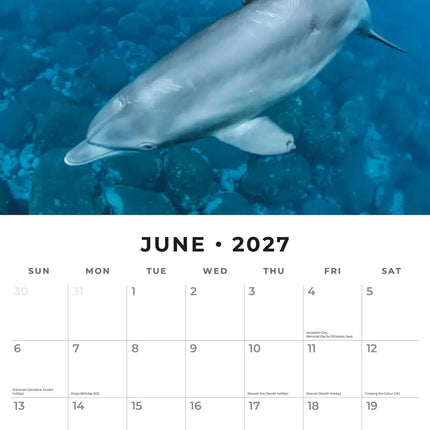 Red Robin Dolfijnen Kalender 2027