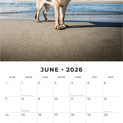 Red Robin Duitse Herder Kalender 2026