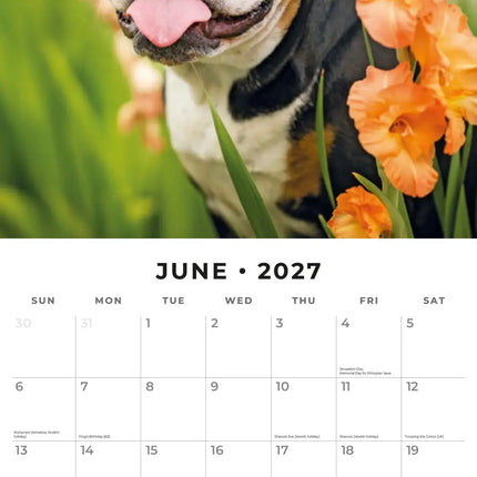 Red Robin Engelse Bulldog Kalender 2027