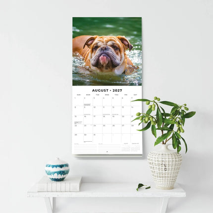 Red Robin Engelse Bulldog Kalender 2027