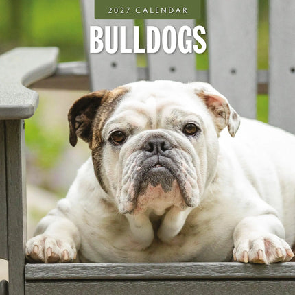 Red Robin Engelse Bulldog Kalender 2027