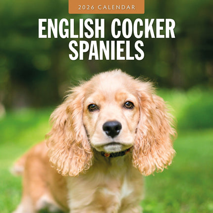 Red Robin Engelse Cocker Spaniel Kalender 2026
