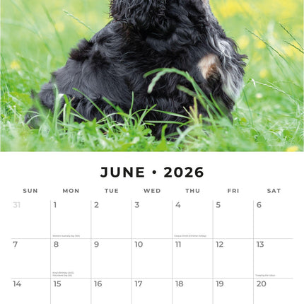 Red Robin Engelse Cocker Spaniel Kalender 2026