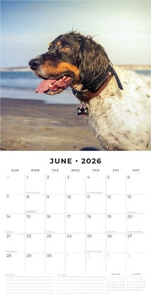 Red Robin Engelse Setter Kalender 2026