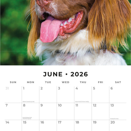 Red Robin Engelse Springer Spaniel Kalender 2026