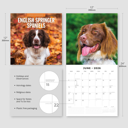 Red Robin Engelse Springer Spaniel Kalender 2026
