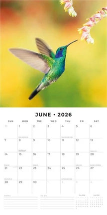 Red Robin Exotic Birds Kalender 2026