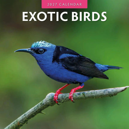 Red Robin Exotic Birds Kalender 2027