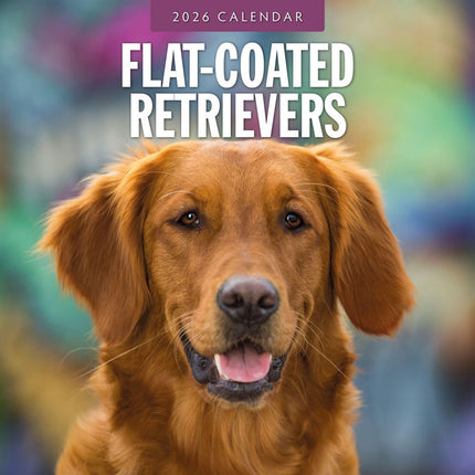 Red Robin Flatcoated Retriever Kalender 2026