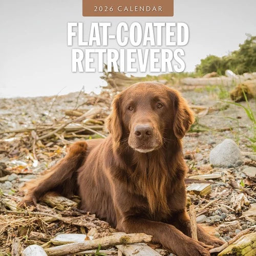 Red Robin Flatcoated Retriever Kalender 2026