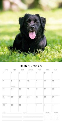 Red Robin Flatcoated Retriever Kalender 2026
