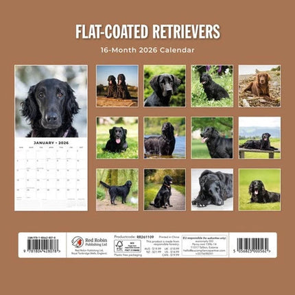Red Robin Flatcoated Retriever Kalender 2026