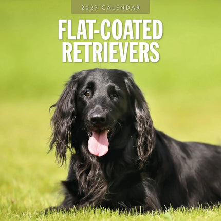 Red Robin Flatcoated Retriever Kalender 2027