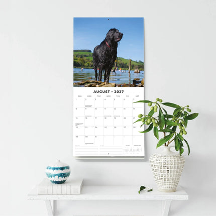 Red Robin Flatcoated Retriever Kalender 2027