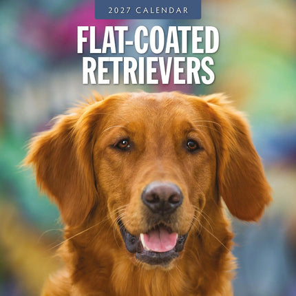 Red Robin Flatcoated Retriever Kalender 2027