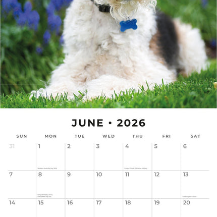 Red Robin Fox Terrier Ruwhaar Kalender 2026