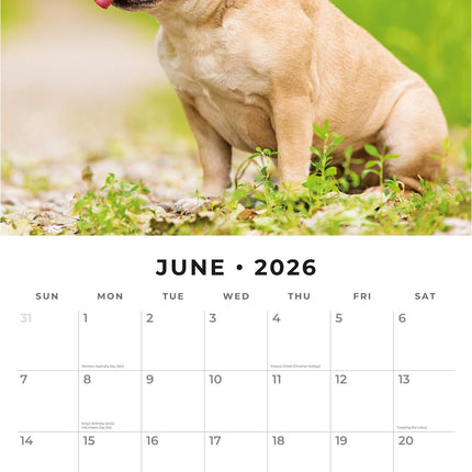 Red Robin Franse Bulldog Kalender 2026