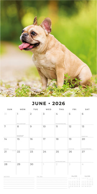 Red Robin Franse Bulldog Kalender 2026