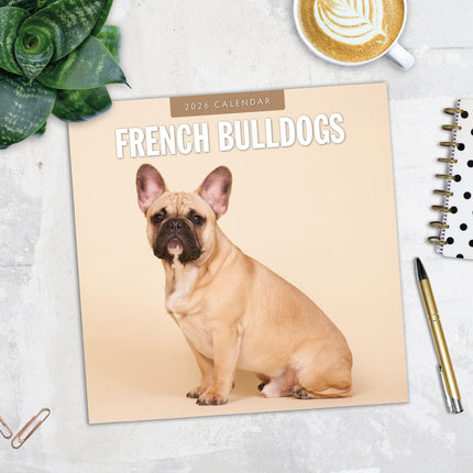 Red Robin Franse Bulldog Kalender 2026