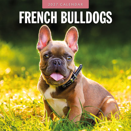 Red Robin Franse Bulldog Kalender 2027