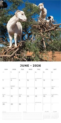 Red Robin Goats in Trees Kalender 2026