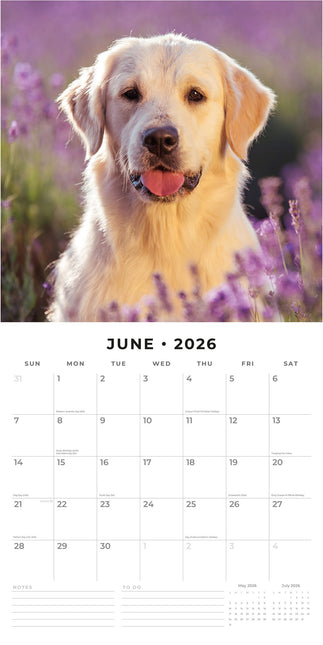 Red Robin Golden Retriever Kalender 2026