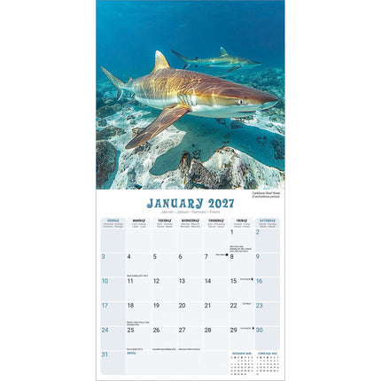 Red Robin Haaien Kalender 2027