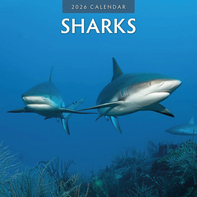 Red Robin Haaien - Sharks Kalender 2026