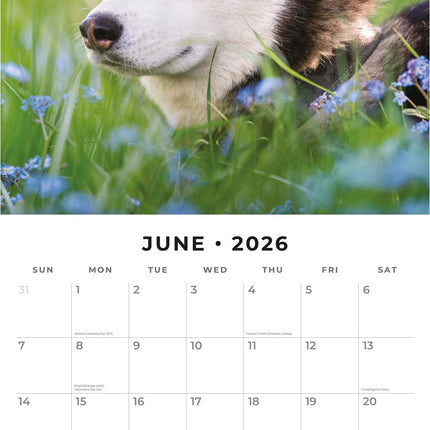 Red Robin Husky Kalender 2026