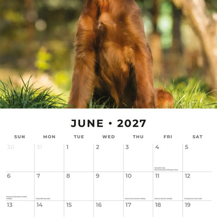 Red Robin Ierse Setter Kalender 2027