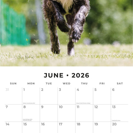 Red Robin Ierse Wolfshond Kalender 2026