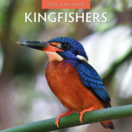 Red Robin IJsvogel Kalender 2026