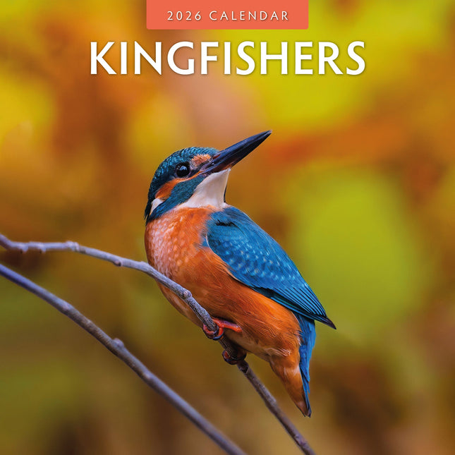 Red Robin IJsvogel Kalender 2026