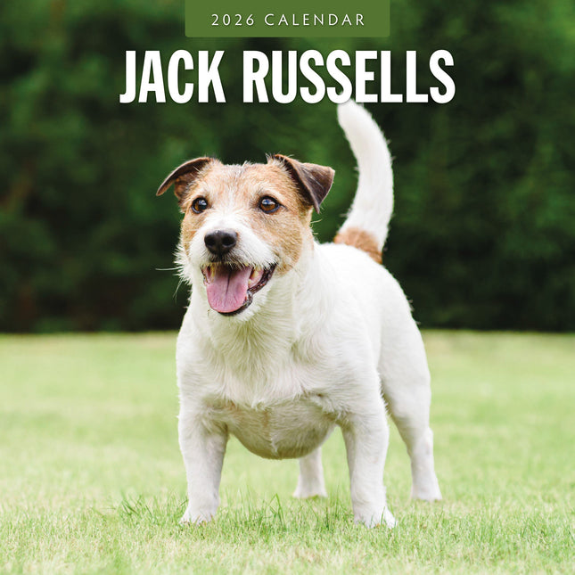 Red Robin Jack Russell Terrier Kalender 2026