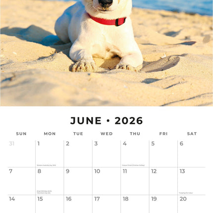 Red Robin Jack Russell Terrier Kalender 2026