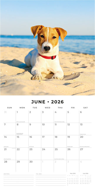 Red Robin Jack Russell Terrier Kalender 2026