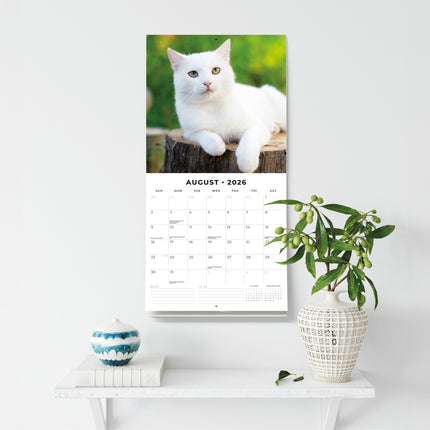 Red Robin Katten en Kittens Kalender 2026