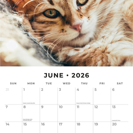 Red Robin Katten en Kittens Kalender 2026