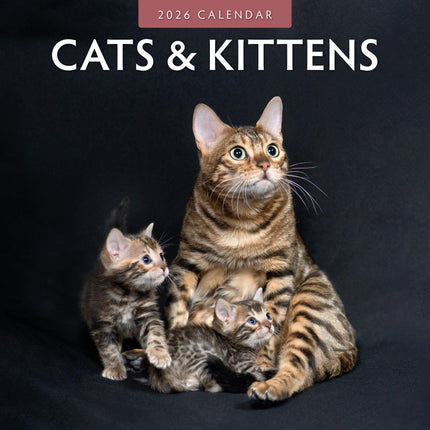 Red Robin Katten en Kittens Kalender 2026