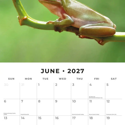 Red Robin Kikker Kalender 2027