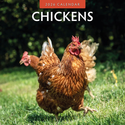 Red Robin Kippen Kalender 2026