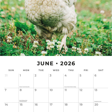 Red Robin Kippen Kalender 2026