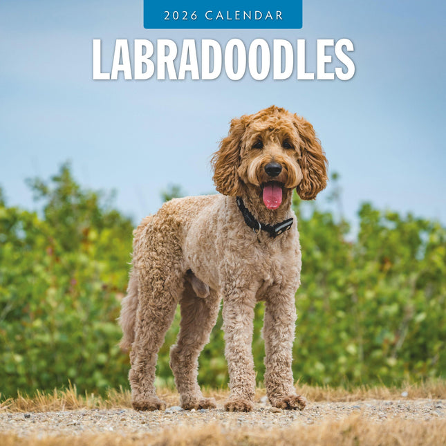 Red Robin Labradoodle Kalender 2026