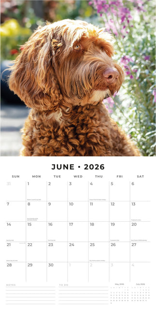 Red Robin Labradoodle Kalender 2026