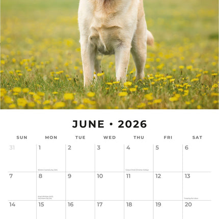 Red Robin Labrador Retriever Blond Kalender 2026