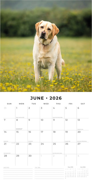 Red Robin Labrador Retriever Blond Kalender 2026